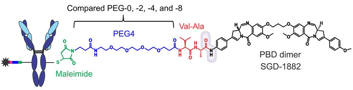 Fig.2 the conjugation of PBD dimers to antibodies